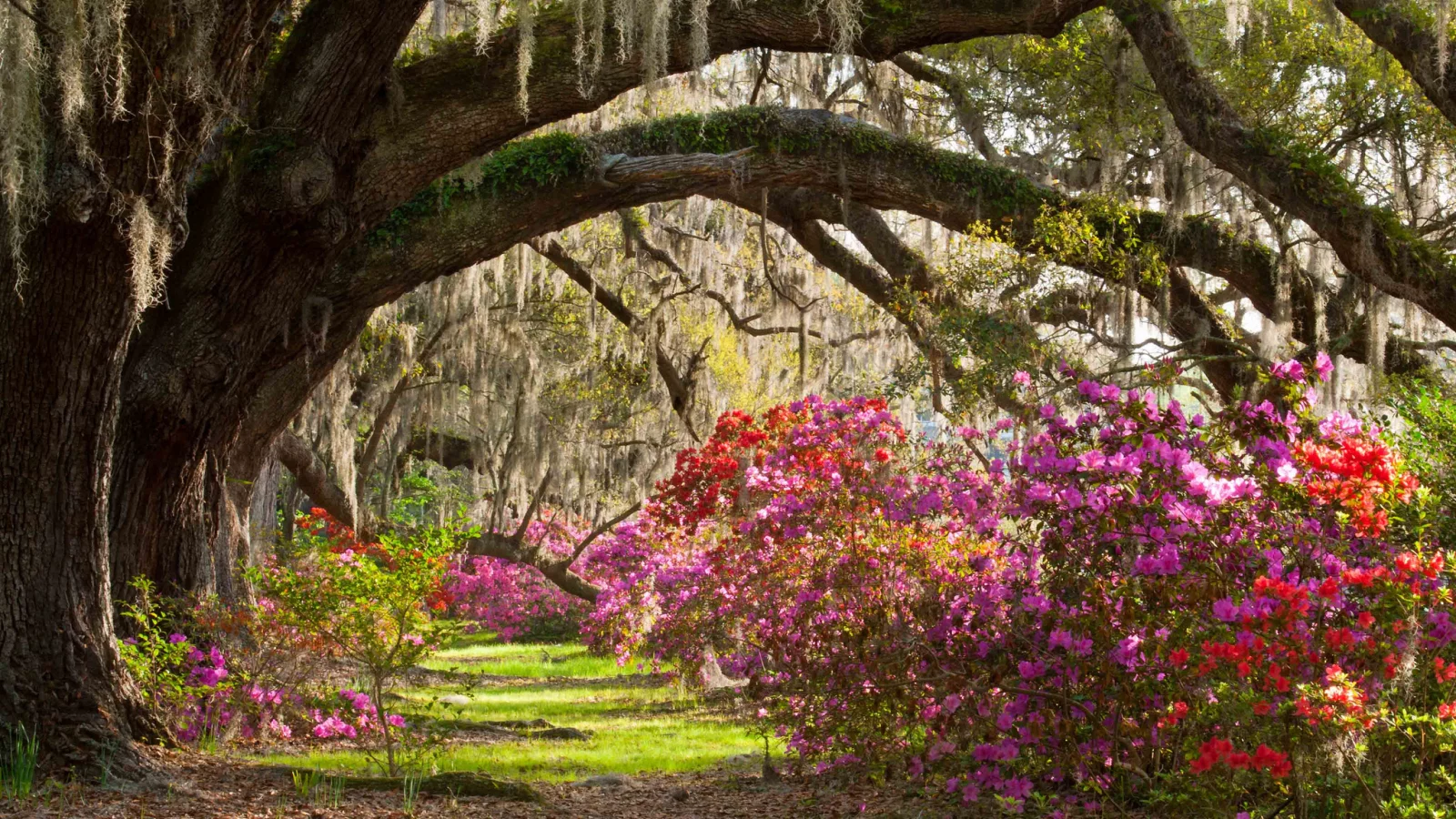 кусты, деревья, Magnolia plantation &amp;amp; gardens, парк