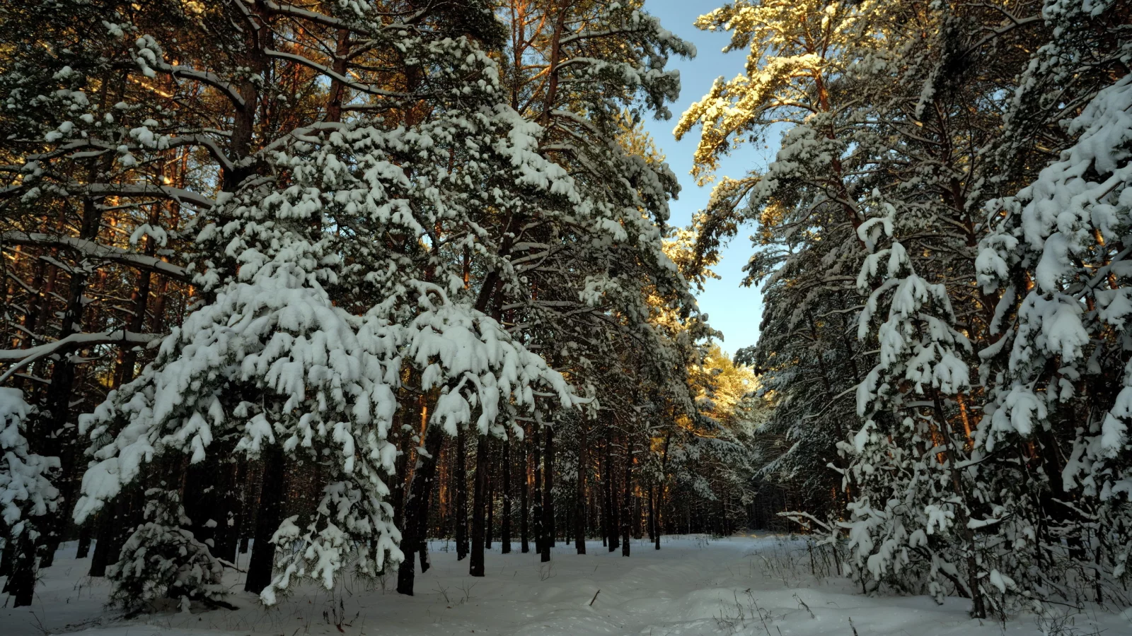 пейзаж, Снег, лес, зима