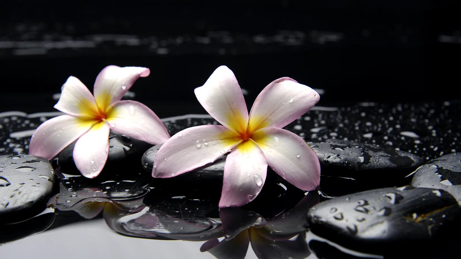 камни, цветы, вода, желтые, розовые, Плюмерия, черные