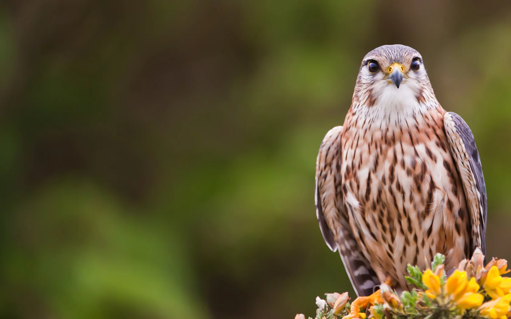 Птица, merlin, bird, взгляд, кречет