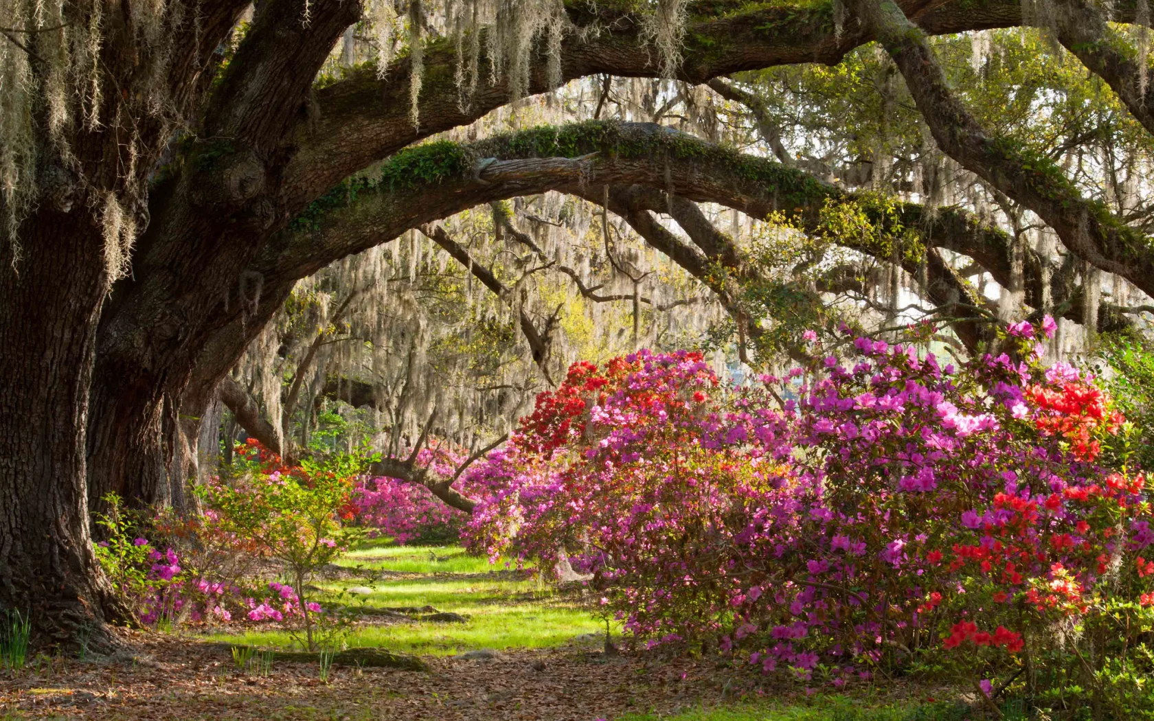 кусты, деревья, Magnolia plantation &amp;amp; gardens, парк