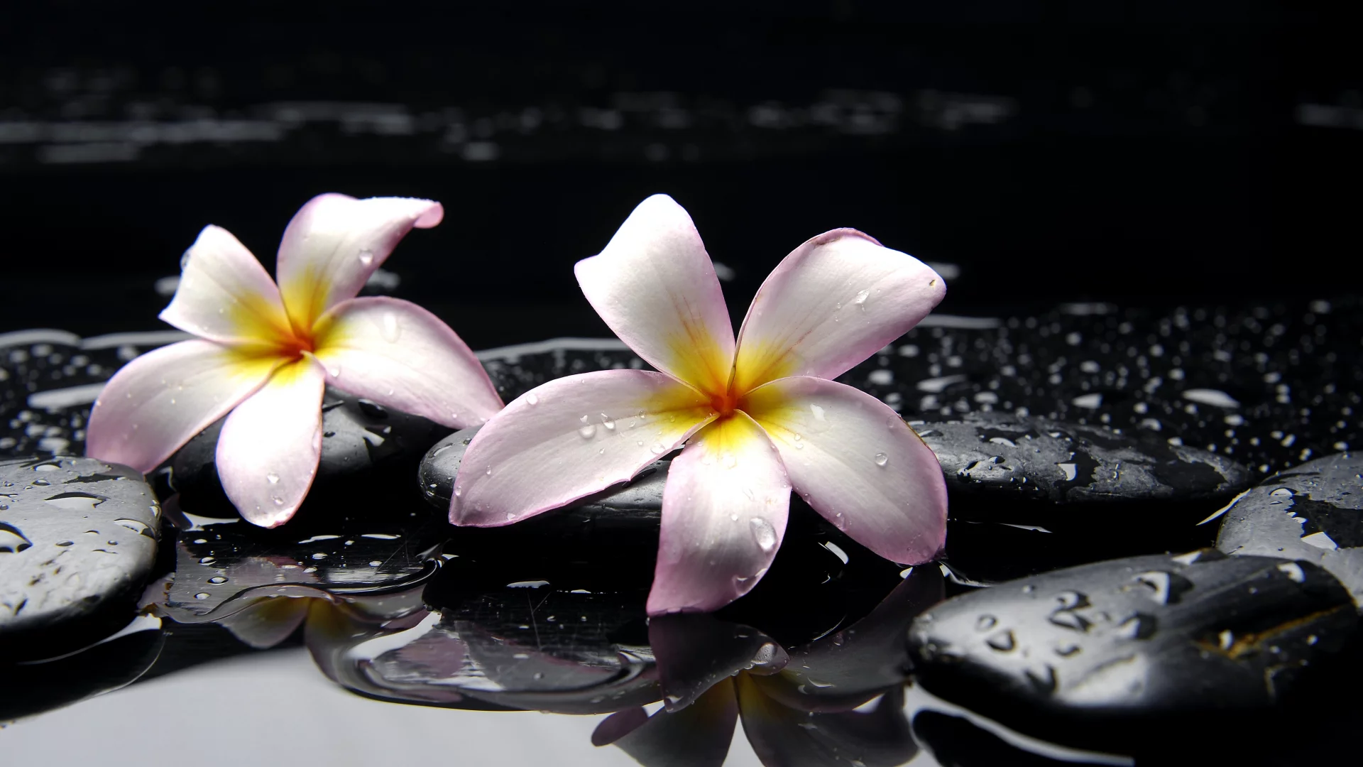 камни, цветы, вода, желтые, розовые, Плюмерия, черные