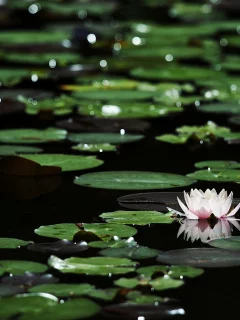 темная вода, Цветы, боке, блики, кувшинки, листья