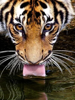 пьёт, язык, усы, глаза, вода, Тигр, взгляд, tiger