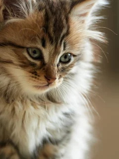 мех, морда, пушистый, кот, Котенок
