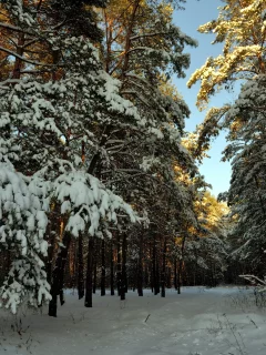 пейзаж, Снег, лес, зима
