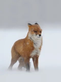 Лис, метель, рыжий, зима, смотрит, снег