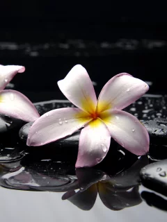 камни, цветы, вода, желтые, розовые, Плюмерия, черные
