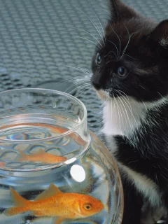 кошка, кот, Cat, белый, черный , рыба, котенок, аквариум