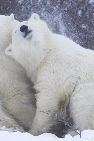 снег, медведи, Белые