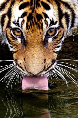 пьёт, язык, усы, глаза, вода, Тигр, взгляд, tiger