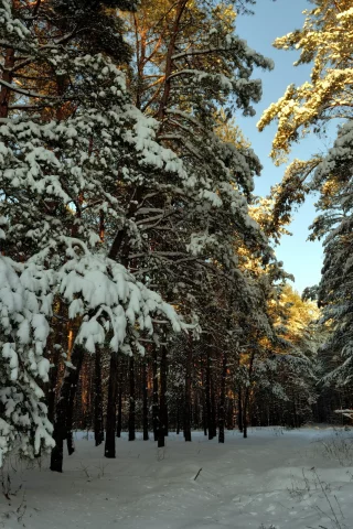 пейзаж, Снег, лес, зима