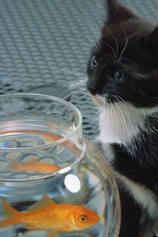 кошка, кот, Cat, белый, черный , рыба, котенок, аквариум