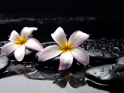 камни, цветы, вода, желтые, розовые, Плюмерия, черные
