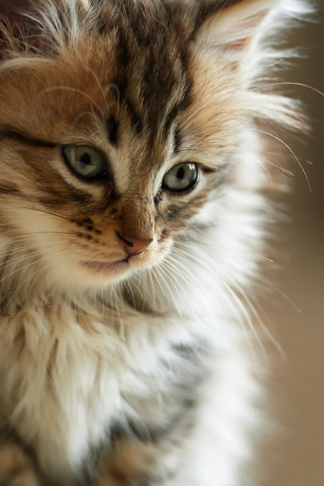 мех, морда, пушистый, кот, Котенок