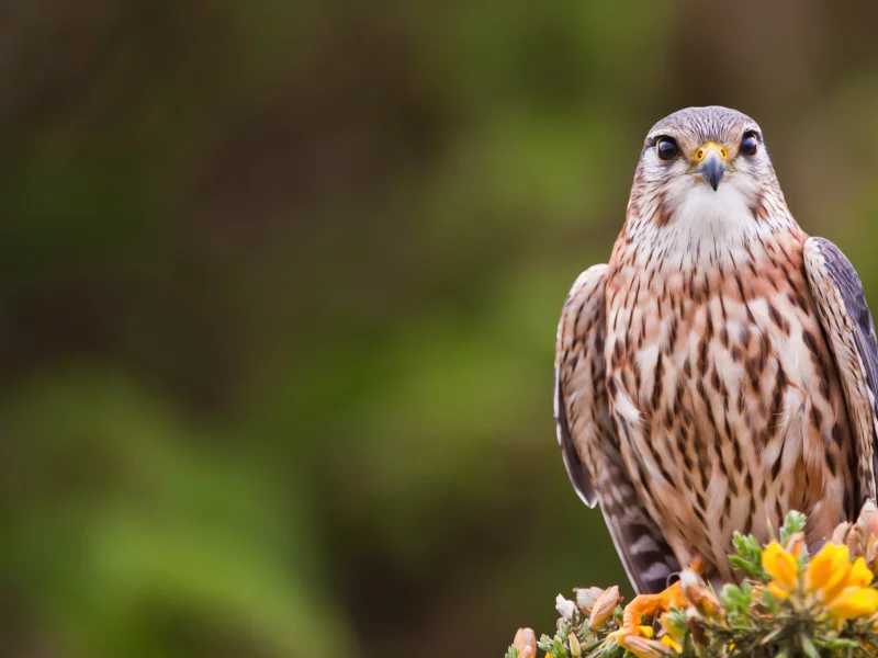 Птица, merlin, bird, взгляд, кречет