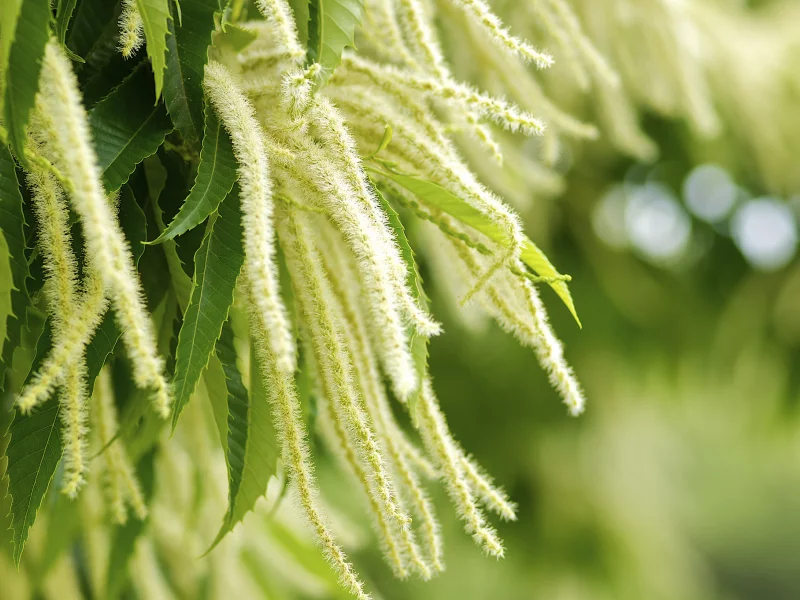 листья, Растение, зелень, castanea crenata, макро, природа