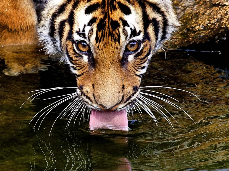 пьёт, язык, усы, глаза, вода, Тигр, взгляд, tiger