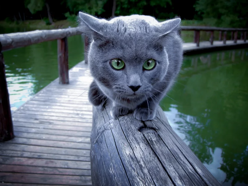Кошка, перила, фон