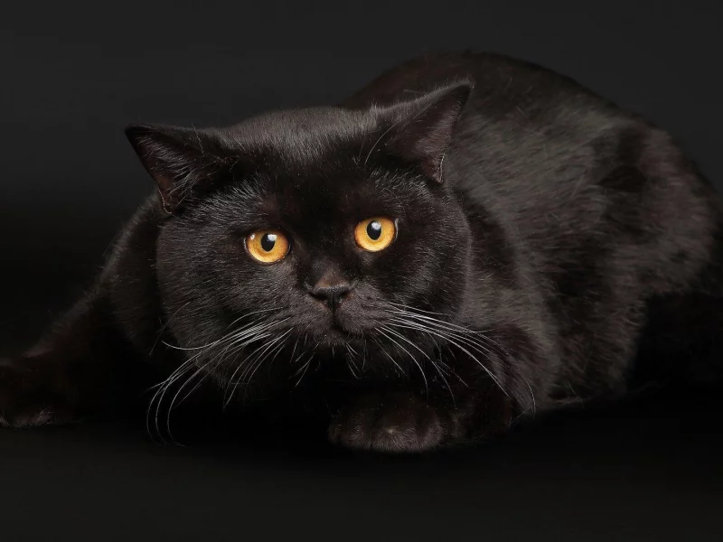 Кот, глаза, чёрный