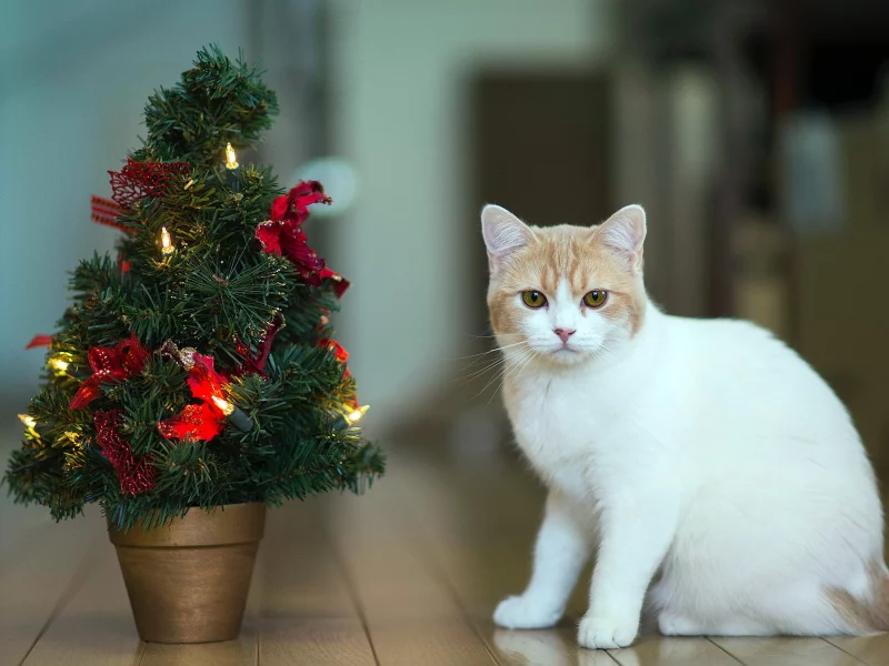 Кошка, torode, праздник