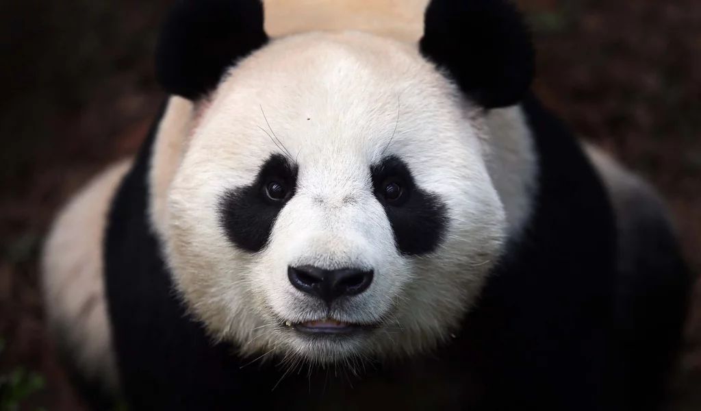 морда, Панда, медведь, panda