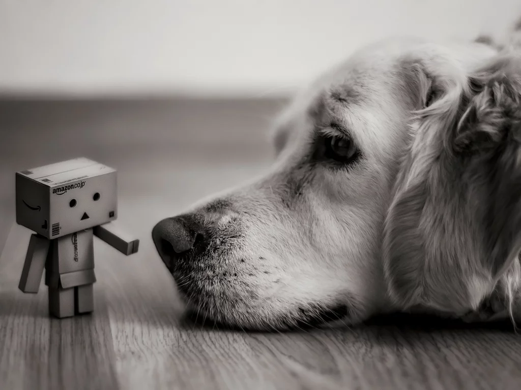 коробка, danbo, коробок, amazon, взгляд, Собака, лежит