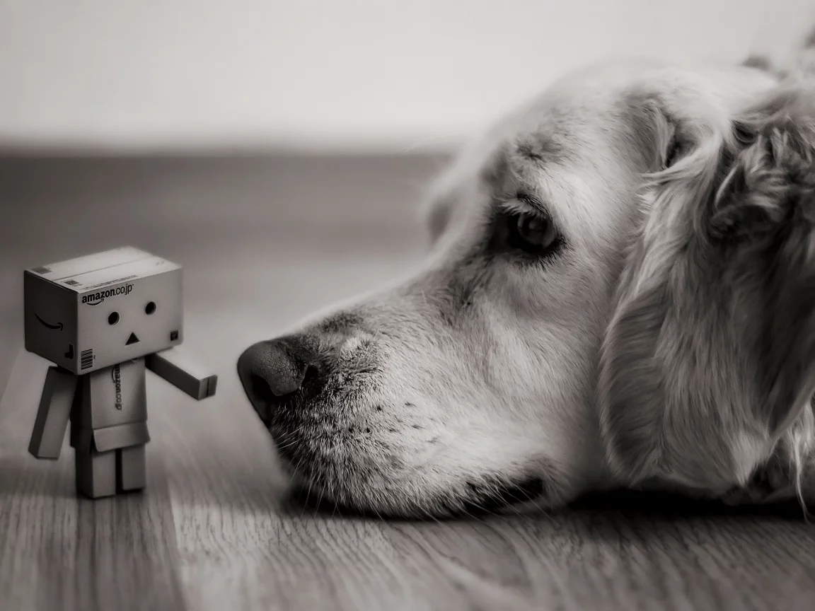 коробка, danbo, коробок, amazon, взгляд, Собака, лежит