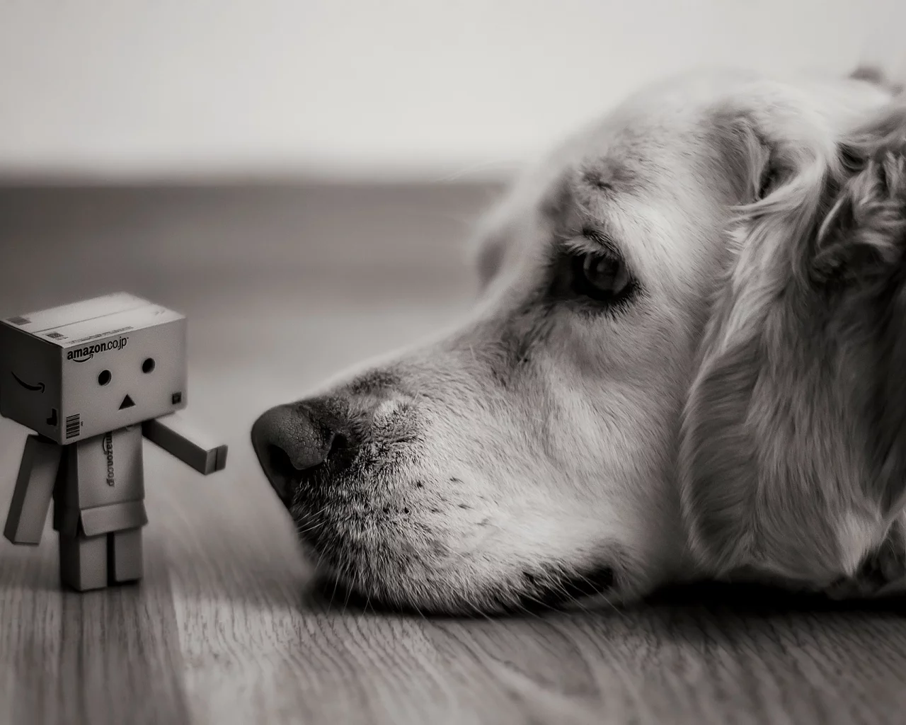 коробка, danbo, коробок, amazon, взгляд, Собака, лежит