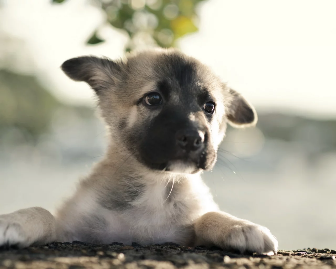 German shepherd, щенок, собака
