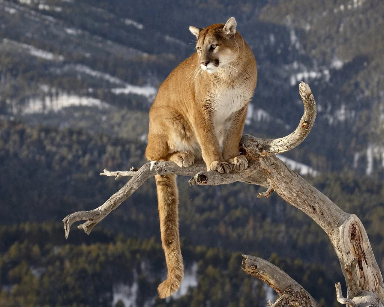 большая кошка, горный лев, ствол, Пума