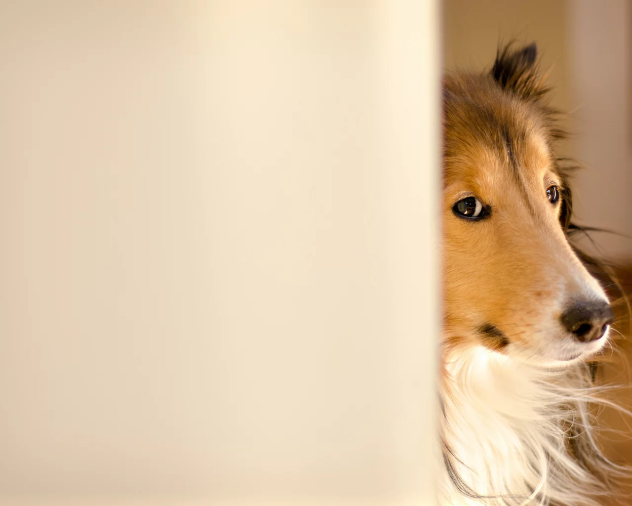 fergus, колли, kerfuffle~photography, Собака