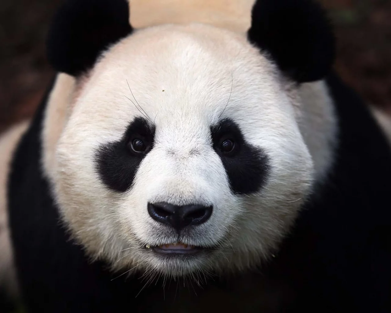 морда, Панда, медведь, panda