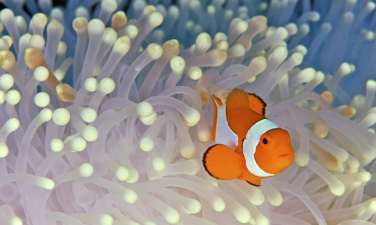 океан, дно, Nemo, водоросли, клоун, рыба, fish