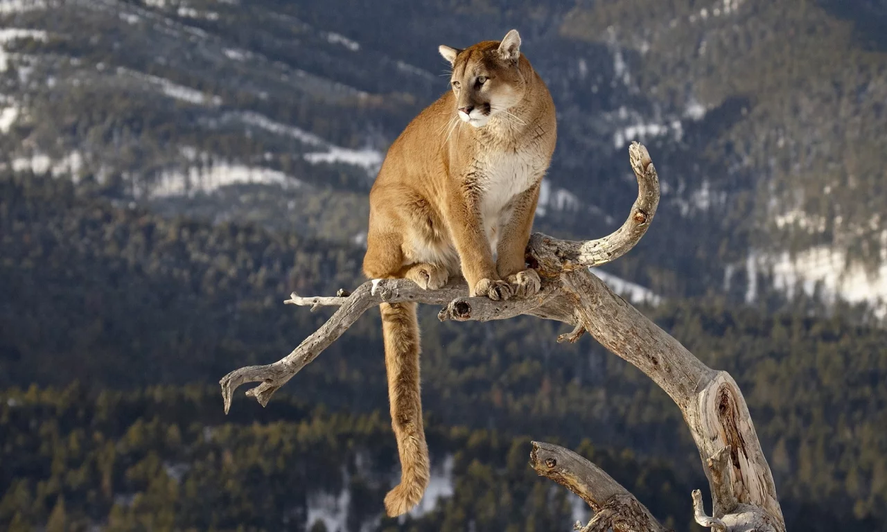 большая кошка, горный лев, ствол, Пума