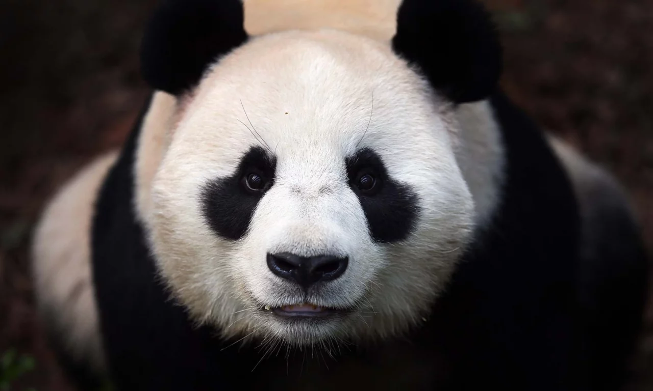 морда, Панда, медведь, panda