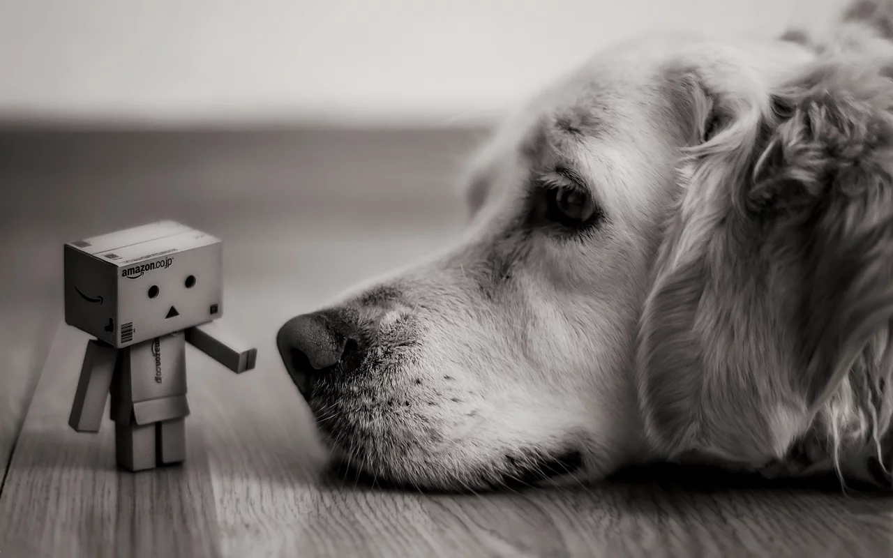 коробка, danbo, коробок, amazon, взгляд, Собака, лежит