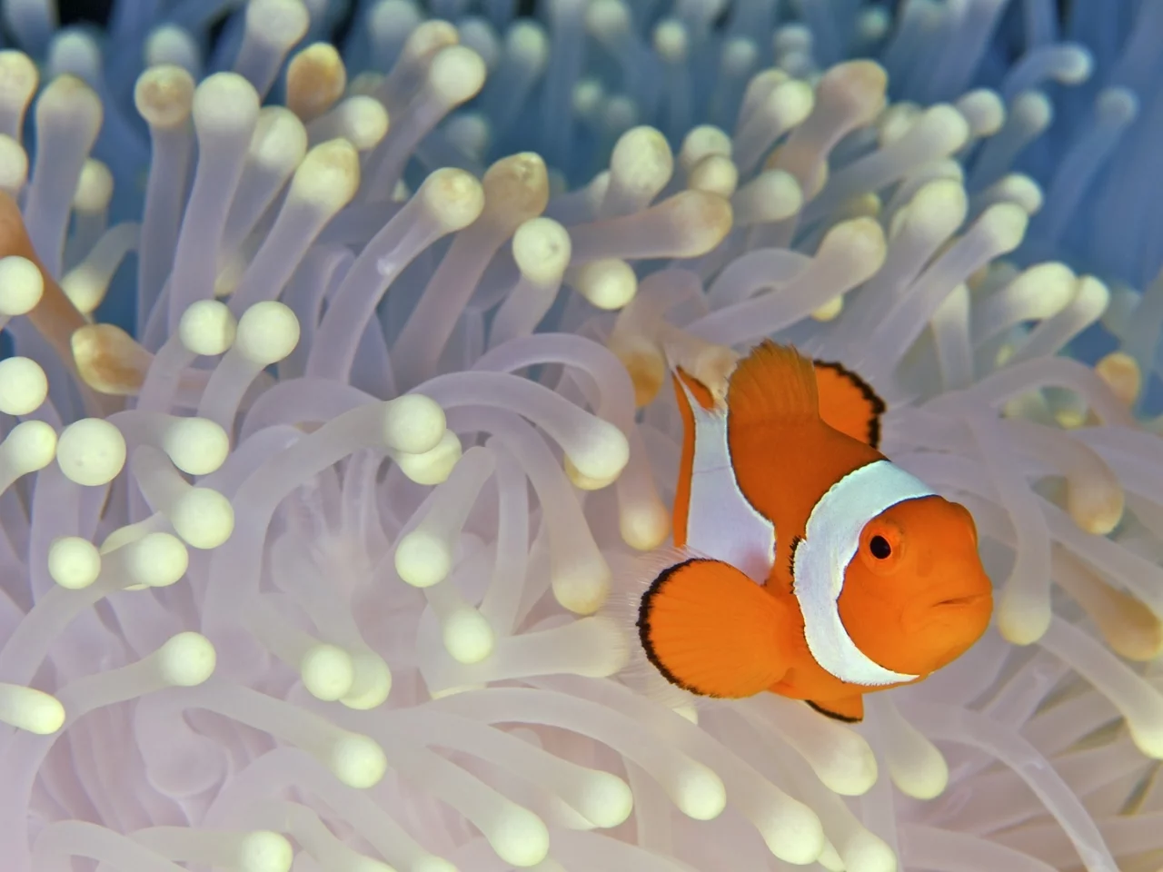 океан, дно, Nemo, водоросли, клоун, рыба, fish