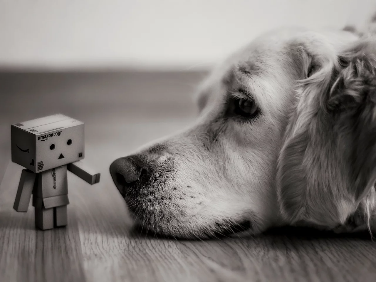 коробка, danbo, коробок, amazon, взгляд, Собака, лежит