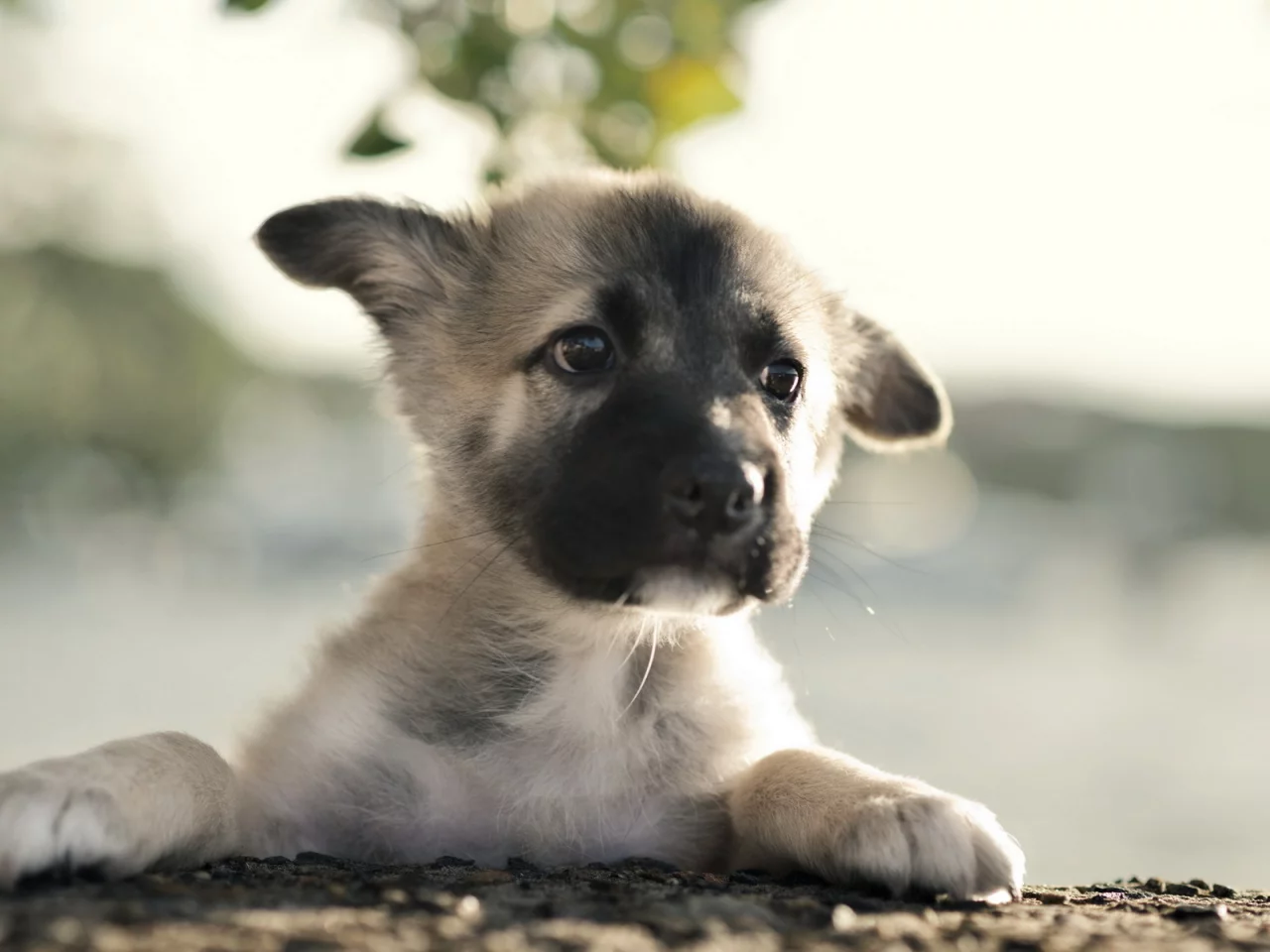 German shepherd, щенок, собака