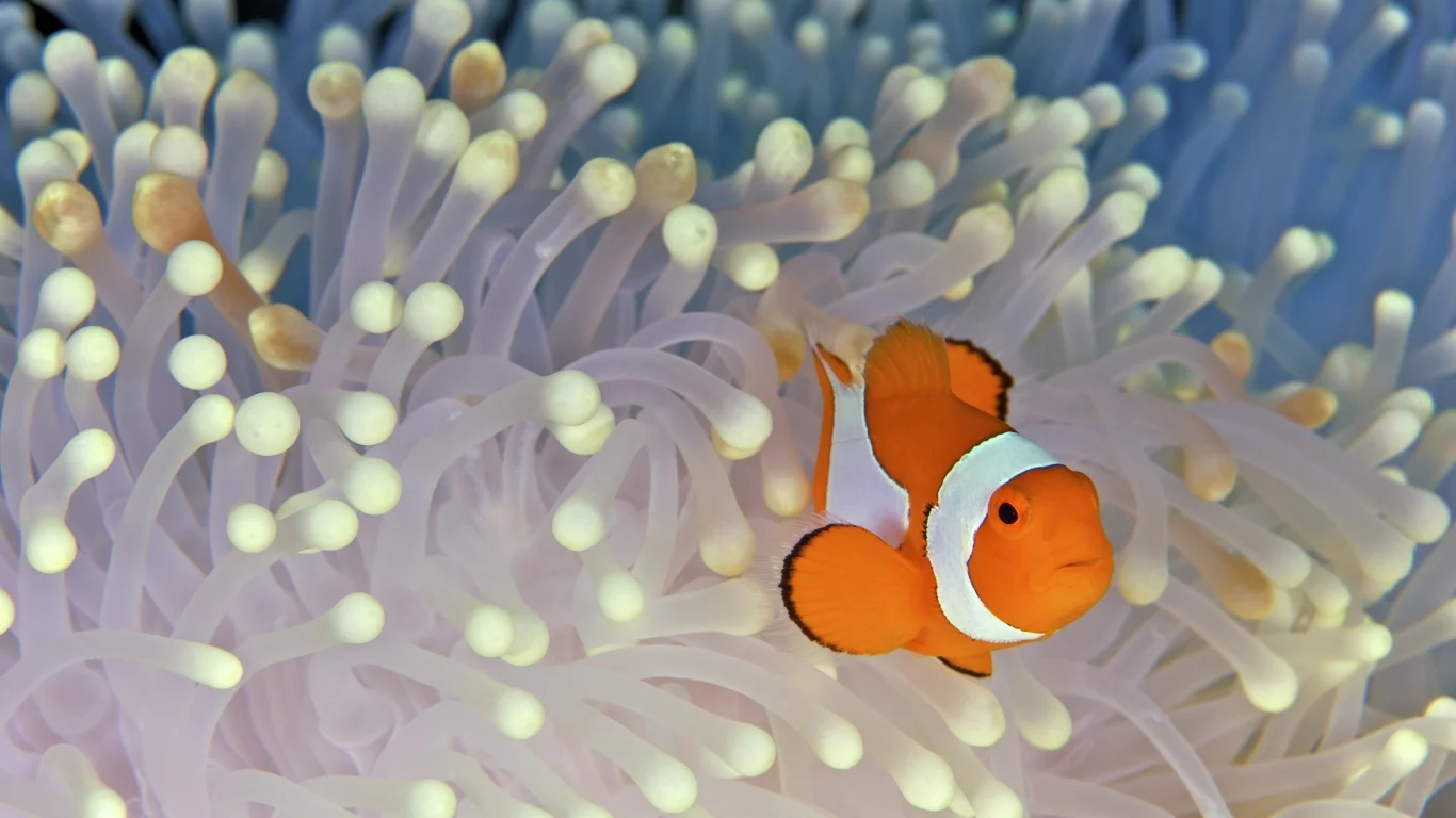 океан, дно, Nemo, водоросли, клоун, рыба, fish