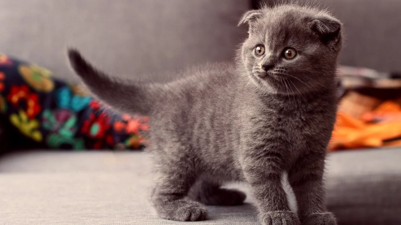 котенок, взгляд, стоит, Кошка, серый, глаза