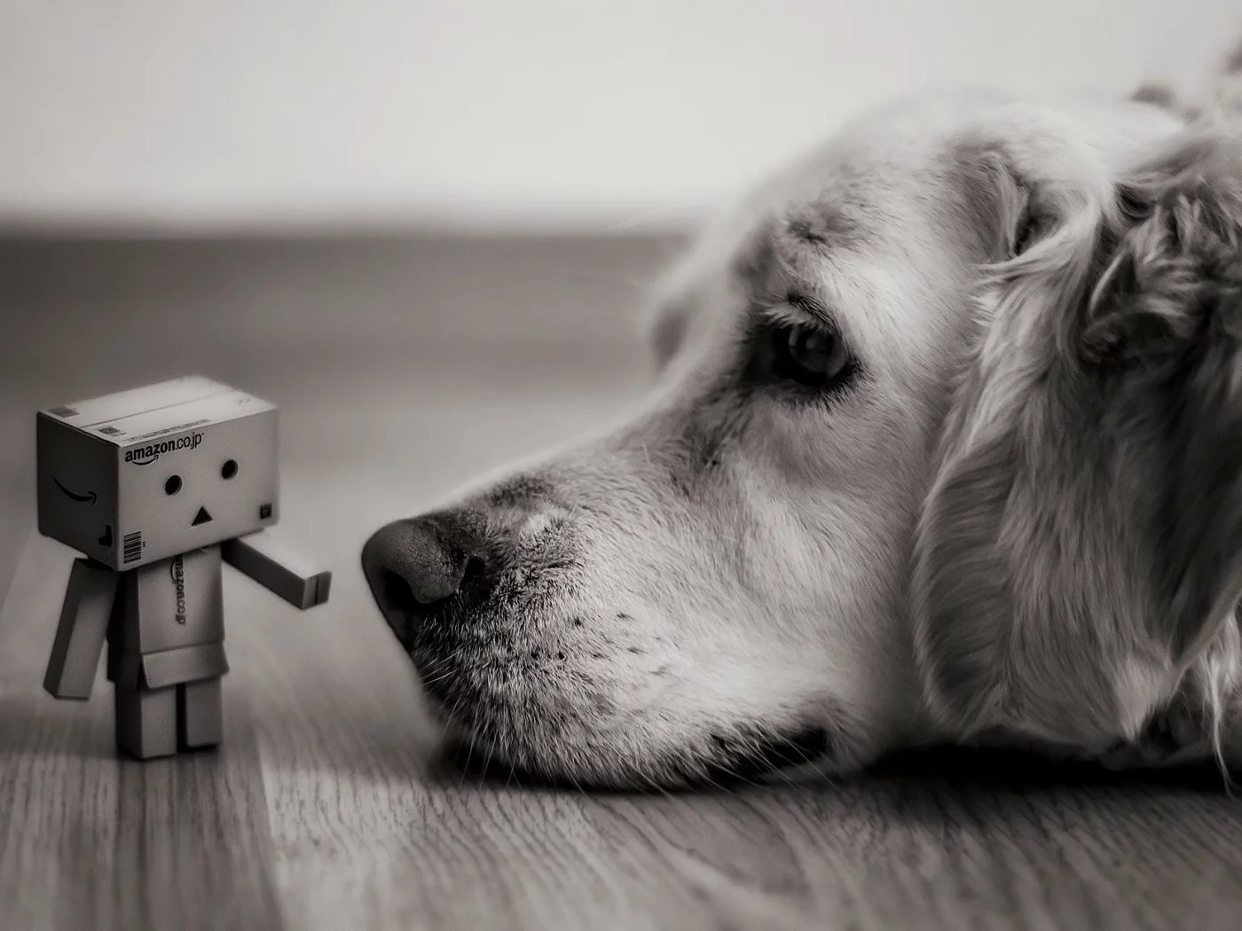 коробка, danbo, коробок, amazon, взгляд, Собака, лежит