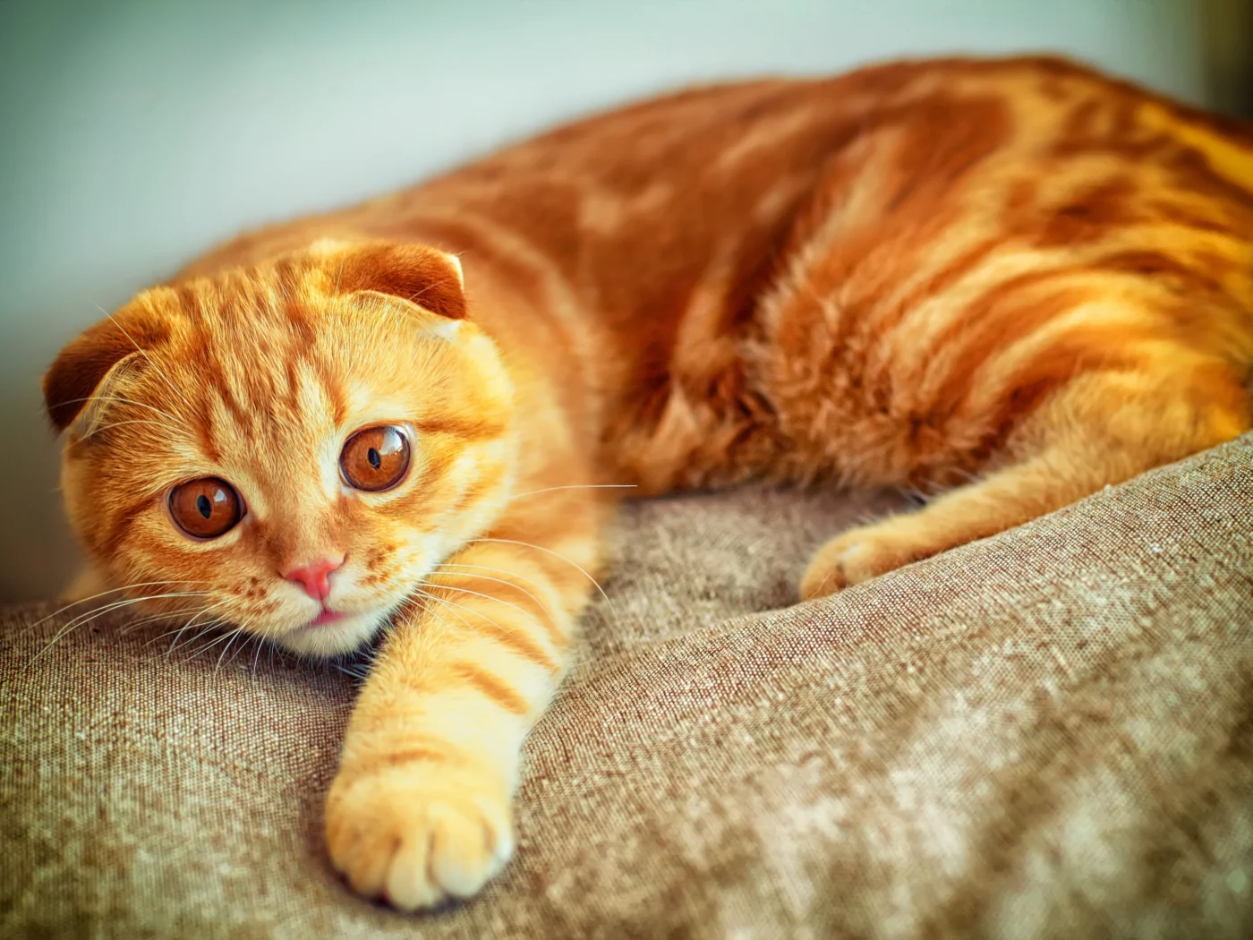 взгляд, портрет, лапа, играет, скоттиш фолд, рыжий, Кот