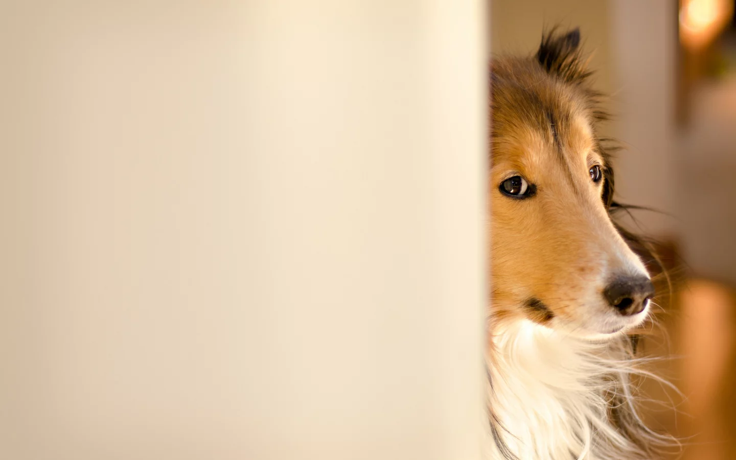 fergus, колли, kerfuffle~photography, Собака