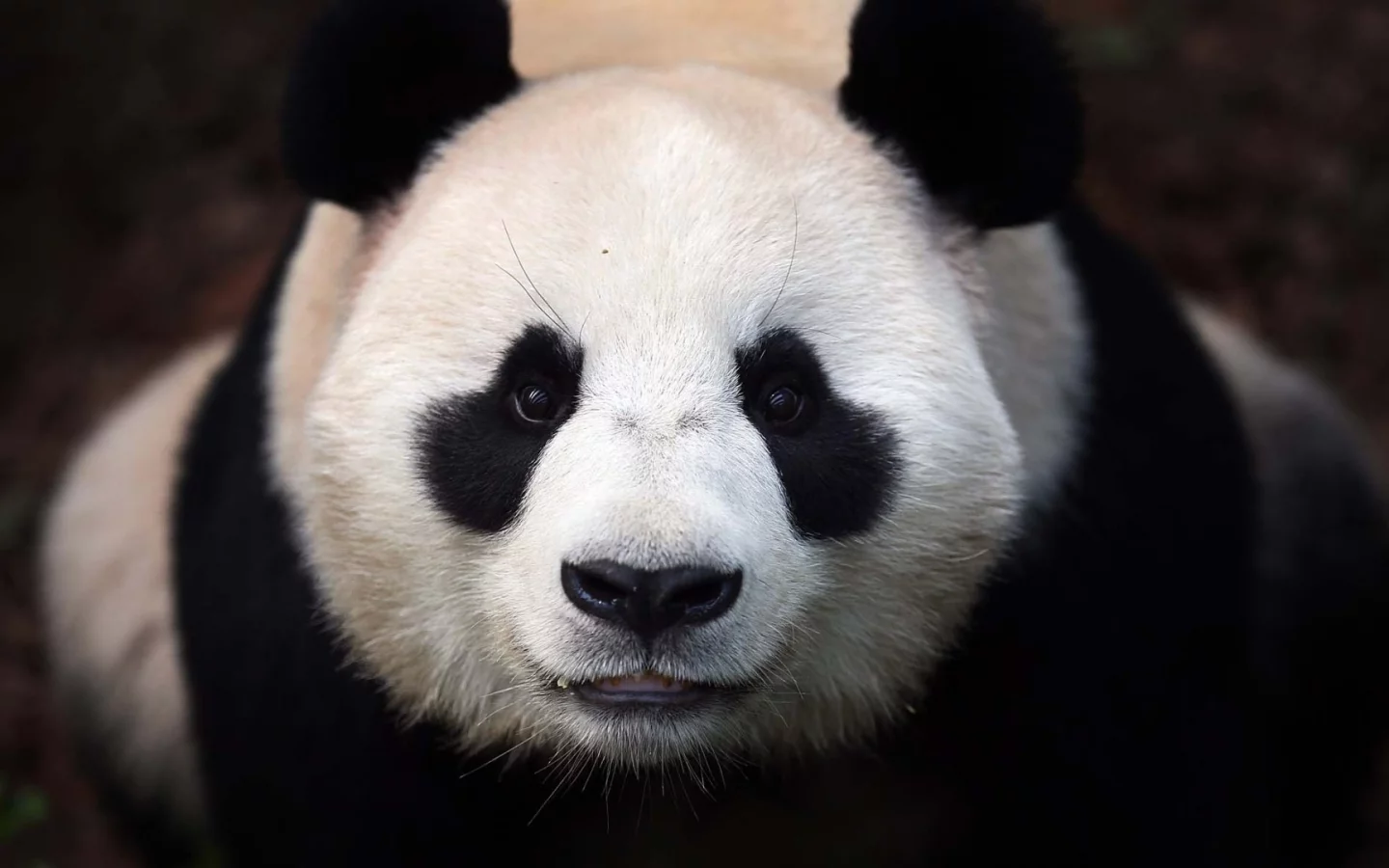 морда, Панда, медведь, panda