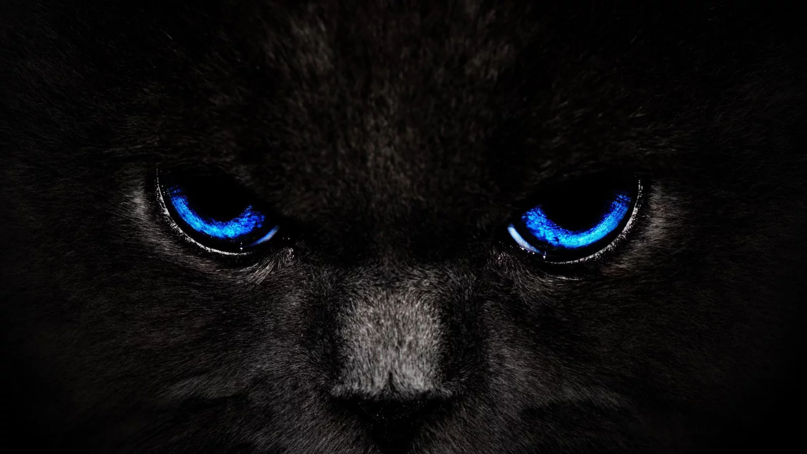 взгляд, кошка, Кот, черный, глаза