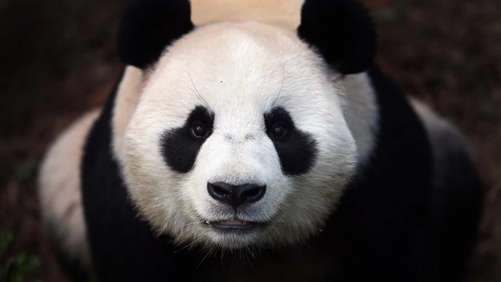 морда, Панда, медведь, panda