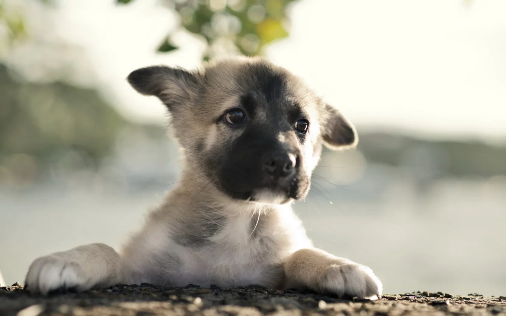 German shepherd, щенок, собака