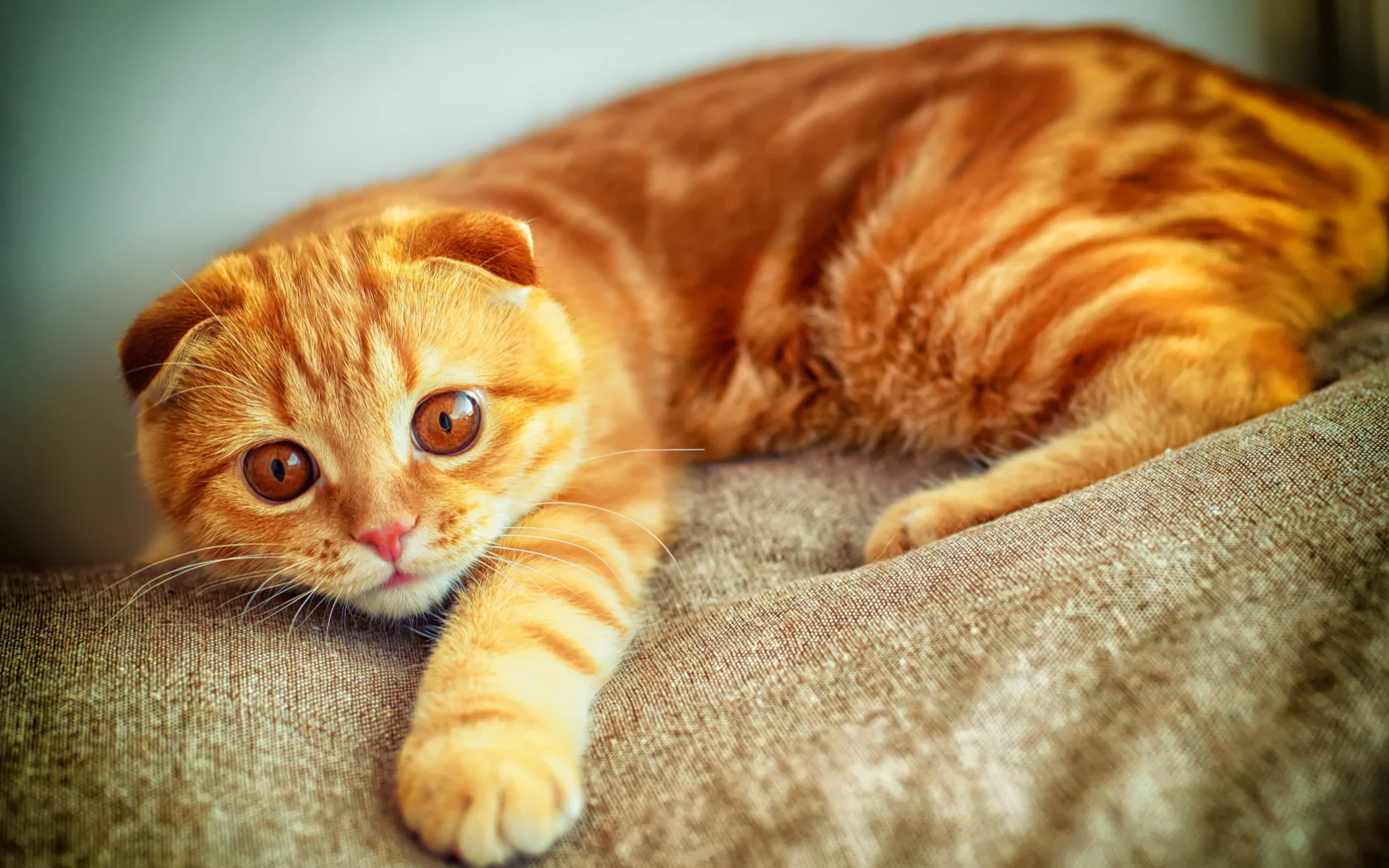 взгляд, портрет, лапа, играет, скоттиш фолд, рыжий, Кот